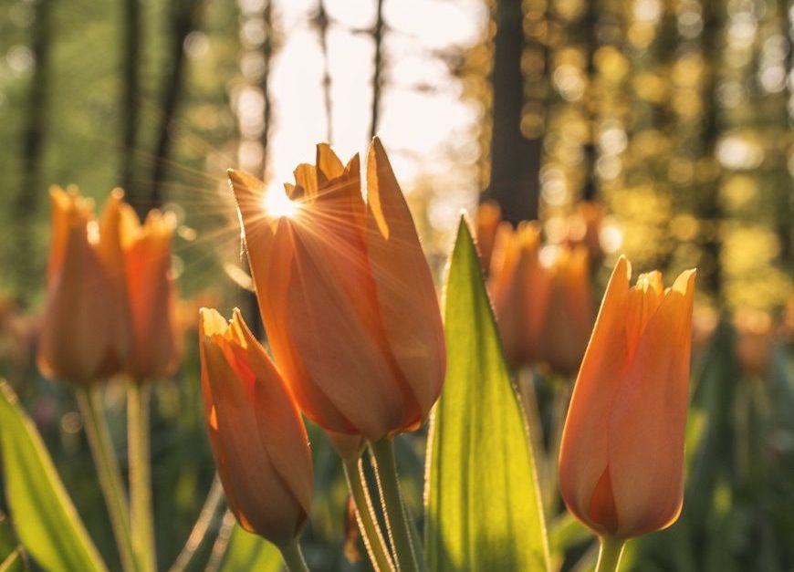 CHOC Psychologist Encourages Mindfulness Through Flower Therapy - CHOC ...