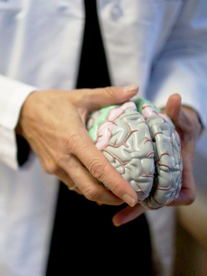 Neurologist holding model brain