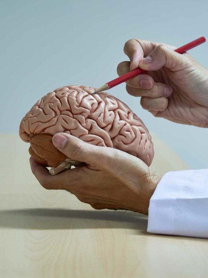 model of brain and red pencil